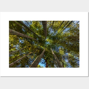 Bamboo Forest Canopy Posters and Art